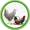汶上芦花鸡被评为“中国特色农产品区域公用品牌”